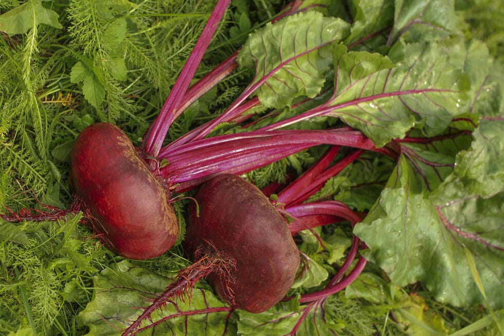 Health Benefits of Beet Leaves Plant Based Lifestyle Living