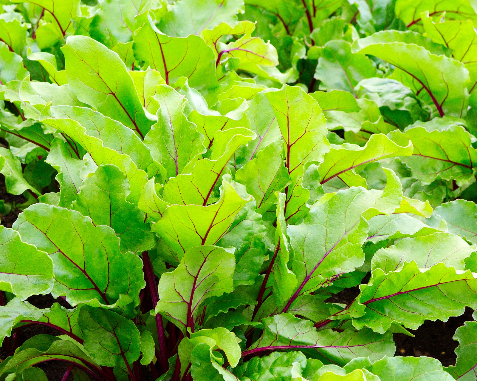 Health Benefits of Beet Leaves - Plant Based Lifestyle Living